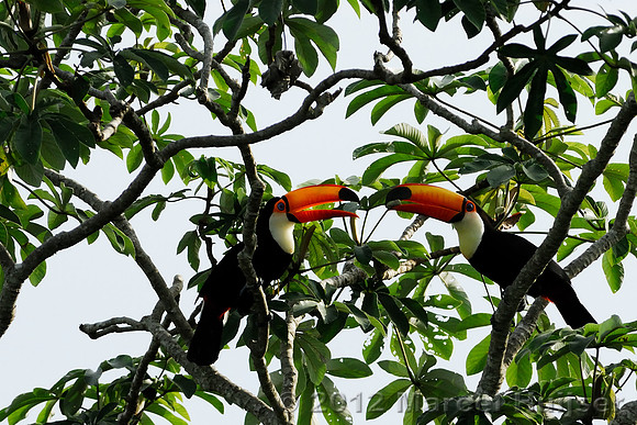 Toco toucan (Ramphastos toco), Pantanal, Mato Grosso, Brazil