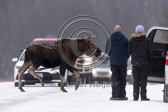 Bull moose (antlers have been shed) crosses the road, Wyoming