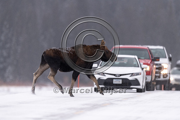 Bull moose (antlers have been shed) crosses the road, Wyoming