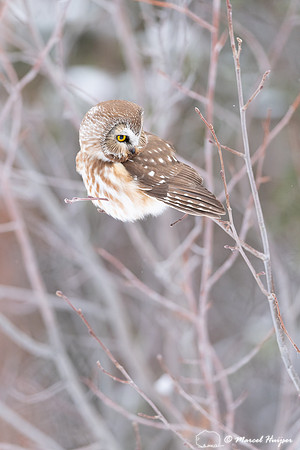 Northern saw-whet owl (Aegolius acadicus), Wyoming
