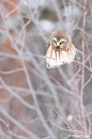 Northern saw-whet owl (Aegolius acadicus), Wyoming
