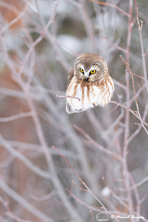 Northern saw-whet owl (Aegolius acadicus), Wyoming
