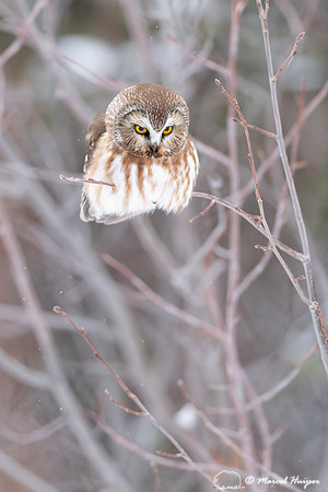 Northern saw-whet owl (Aegolius acadicus), Wyoming