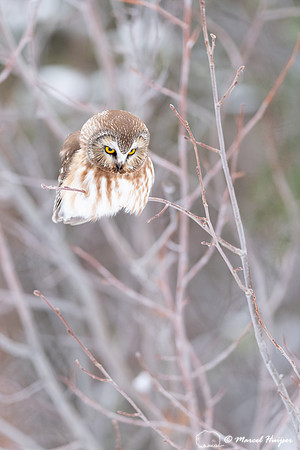 Northern saw-whet owl (Aegolius acadicus), Wyoming