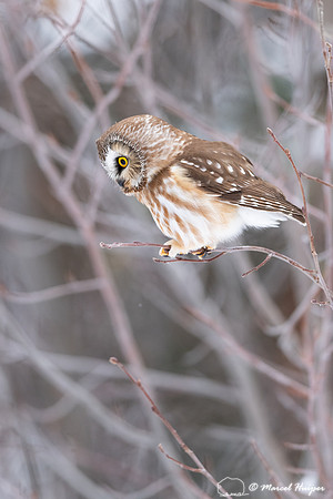 Northern saw-whet owl (Aegolius acadicus) locating a vole, Wyomi