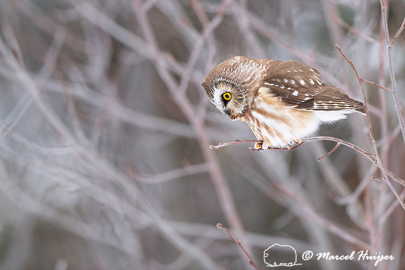 Northern saw-whet owl (Aegolius acadicus) locating a vole, Wyomi