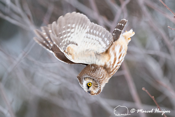 Northern saw-whet owl (Aegolius acadicus) flying to kill a vole,