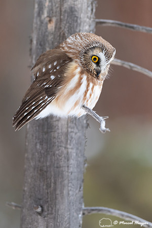 Northern saw-whet owl (Aegolius acadicus), Wyoming