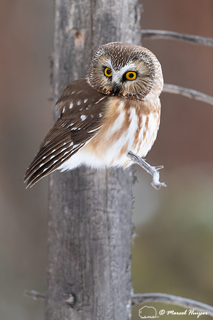 Northern saw-whet owl (Aegolius acadicus), Wyoming
