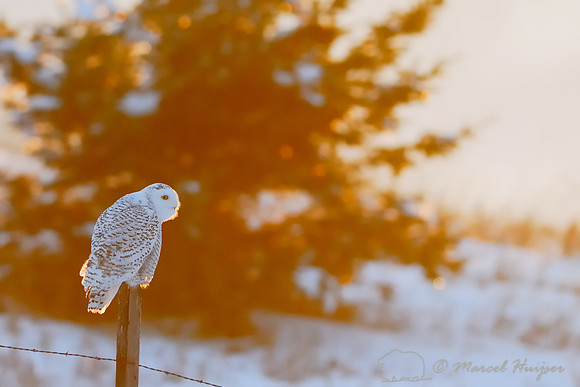 Snowy Owl (Bubo scandiacus), Montana, USA