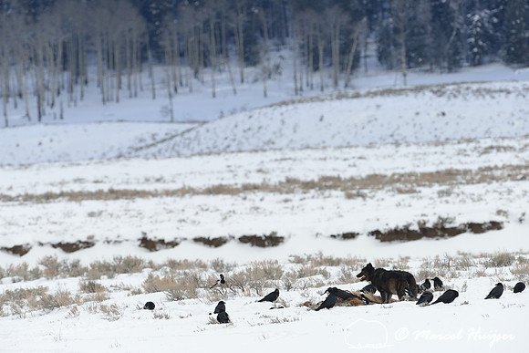 Black wolf (Canis lupus) with radio colar on elk carcass, Wyoming, USA