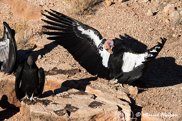 California condor (Gymnogyps californianus), Warming wings in mo