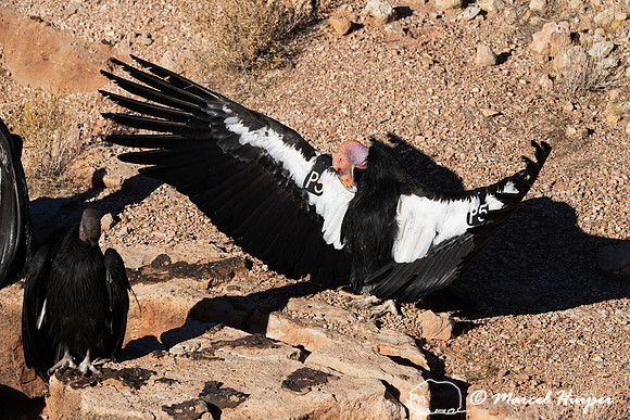 California condor (Gymnogyps californianus), Warming wings in mo