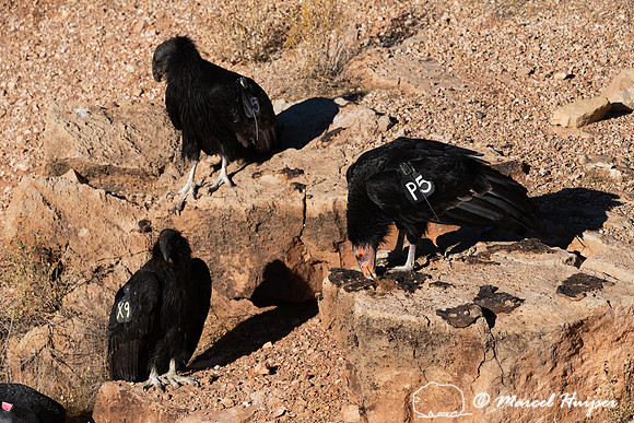California condor (Gymnogyps californianus), Arizona, USA
