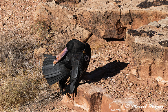 California condor (Gymnogyps californianus), Arizona, USA