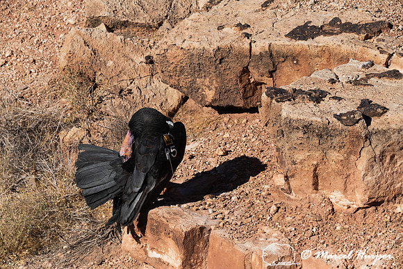 California condor (Gymnogyps californianus), Arizona, USA