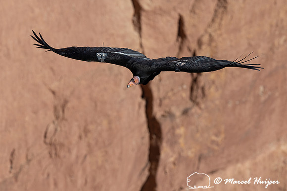 California condor (Gymnogyps californianus), Arizona, USA