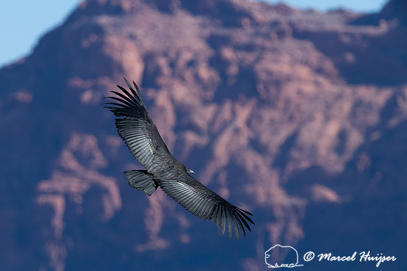California condor (Gymnogyps californianus), Arizona, USA