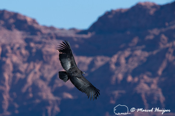 California condor (Gymnogyps californianus), Arizona, USA