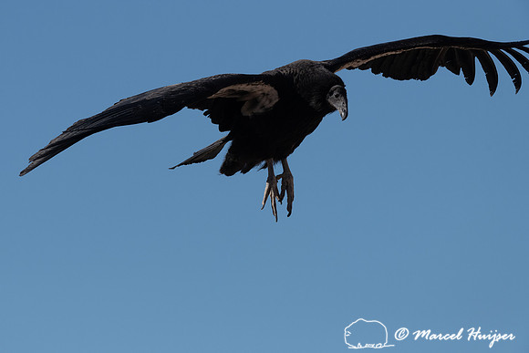 California condor (Gymnogyps californianus), Arizona, USA