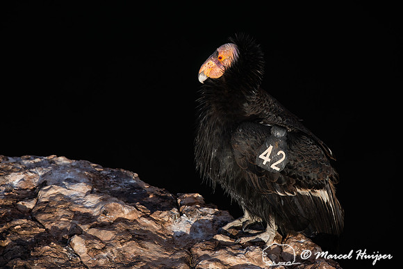 California condor (Gymnogyps californianus), Arizona, USA