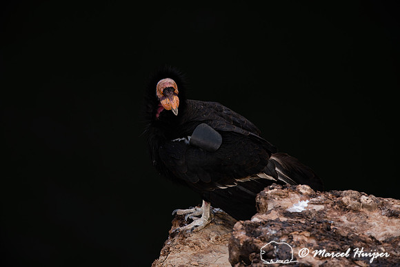 California condor (Gymnogyps californianus), Arizona, USA