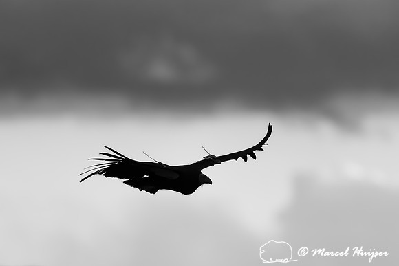 California condor (Gymnogyps californianus), Arizona, USA