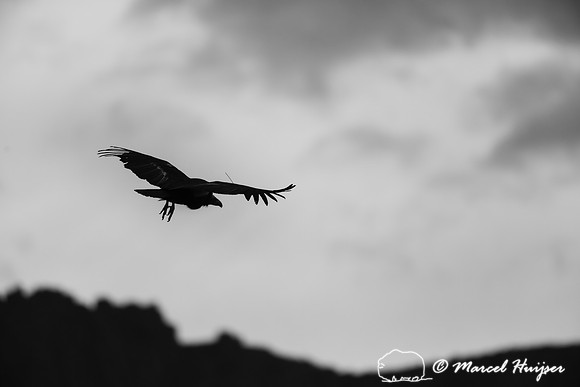 California condor (Gymnogyps californianus), Arizona, USA