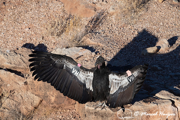 California condor (Gymnogyps californianus), Arizona, USA