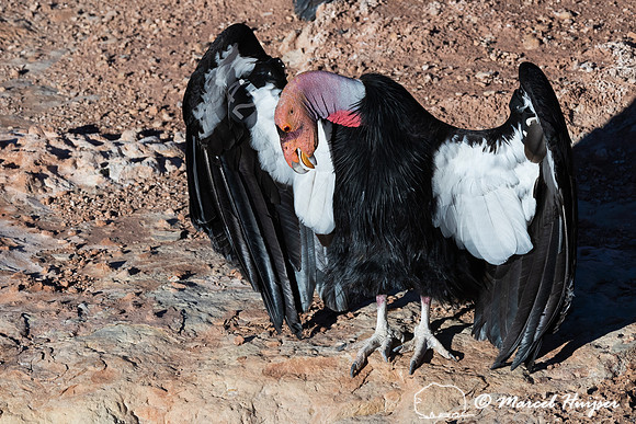 California condor (Gymnogyps californianus), courtship display,