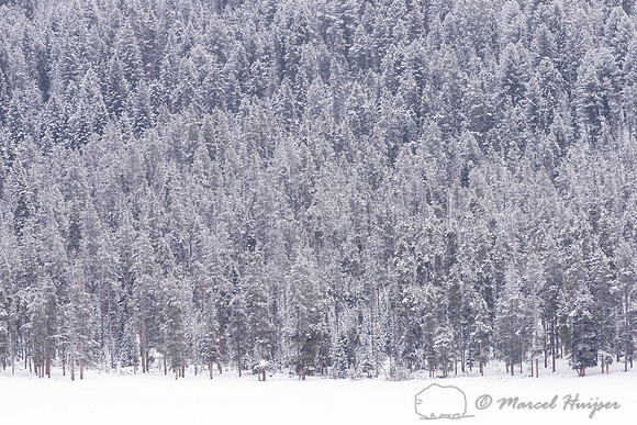 Snowy forest, Wyoming