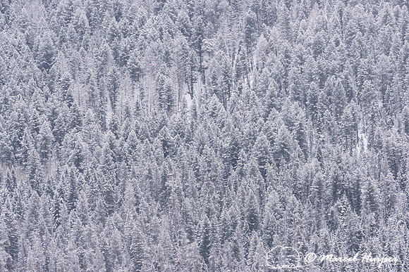 Snowy forest, Wyoming
