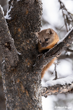 American pine marten (Martes americana), Montana