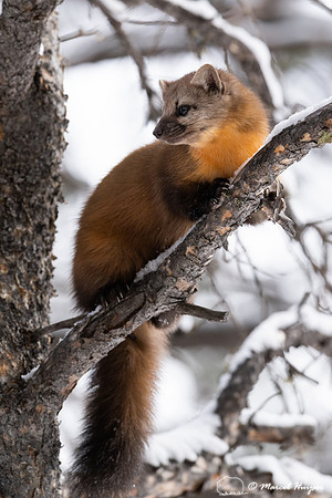 American pine marten (Martes americana), Montana