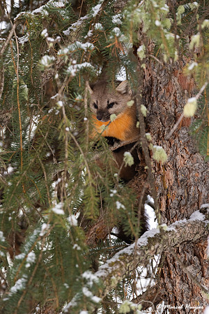American pine marten (Martes americana), Montana