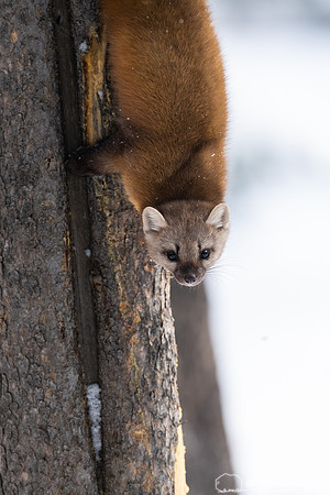 American pine marten (Martes americana), Montana