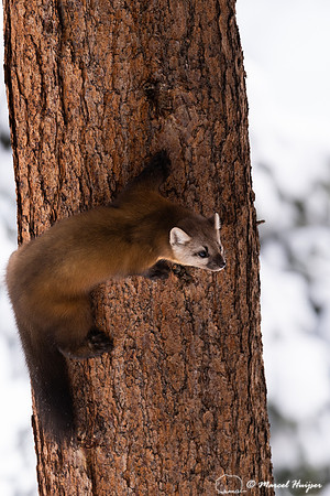 American pine marten (Martes americana), Montana