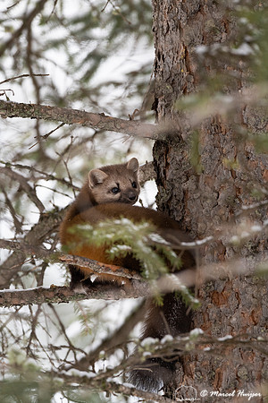 American pine marten (Martes americana), Montana