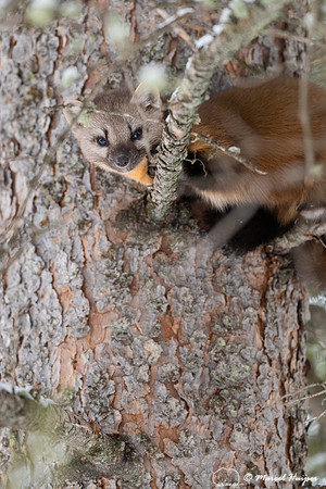 American pine marten (Martes americana), Montana