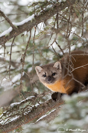 American pine marten (Martes americana), Montana