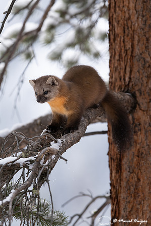 American pine marten (Martes americana), Montana