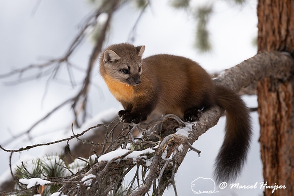 American pine marten (Martes americana), Montana