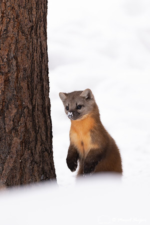 American pine marten (Martes americana), Montana