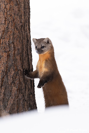 American pine marten (Martes americana), Montana