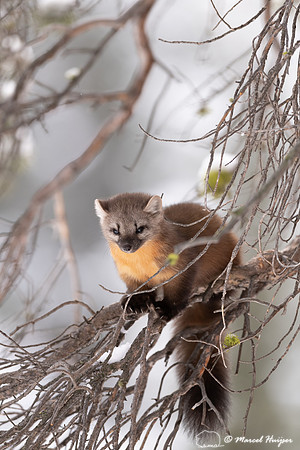 American pine marten (Martes americana), Montana