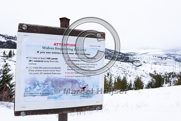 Sign, attention wolves frequenting this area on or near road, Ye