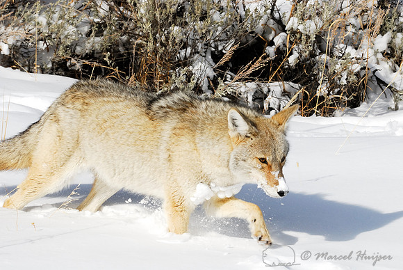 Coyote (Canis latrans) in the snow, Wyoming, USA