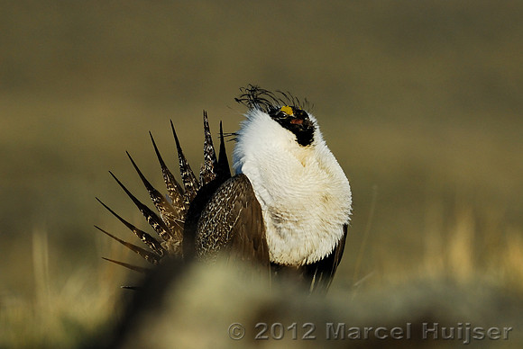 Male sage grouse (Centrocercus urophasianus) in a lek and displaying, near Bannack, Montana, USA
