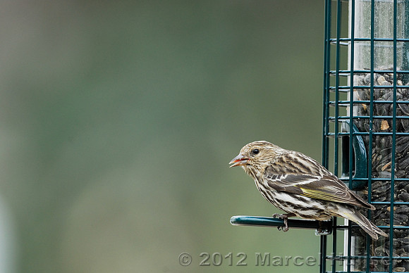 Pine siskin (Carduelis pinus), Missoula, Montana, USA