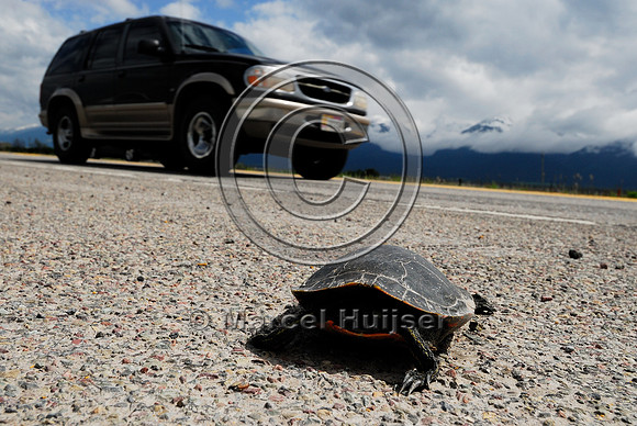 Painted turtle (Chrysemys picta) roadkill, MT